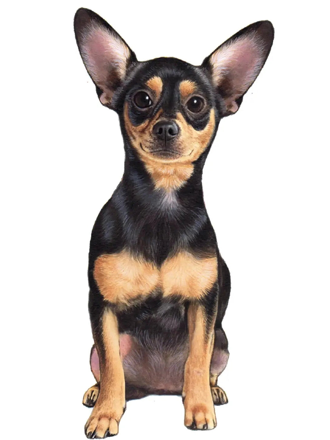 Vinyl Sticker Chihuahua Black Dog 788-11