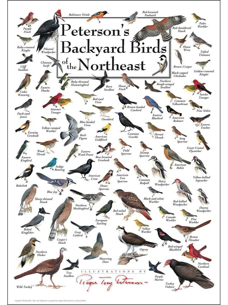 Puzzle Backyard Birds Of The North East 550 pc 30523