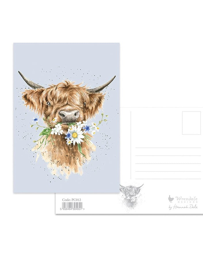 Postcard PC012 Daisy Coo Cow