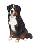 Car Coaster Bernese Mt. Dog 233-52