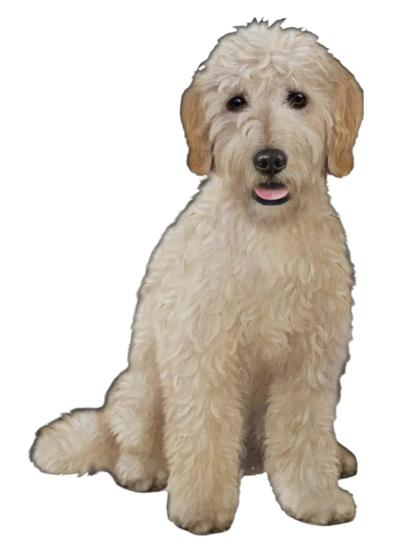 Vinyl Sticker&nbsp; Golden Doodle Dog 788-134