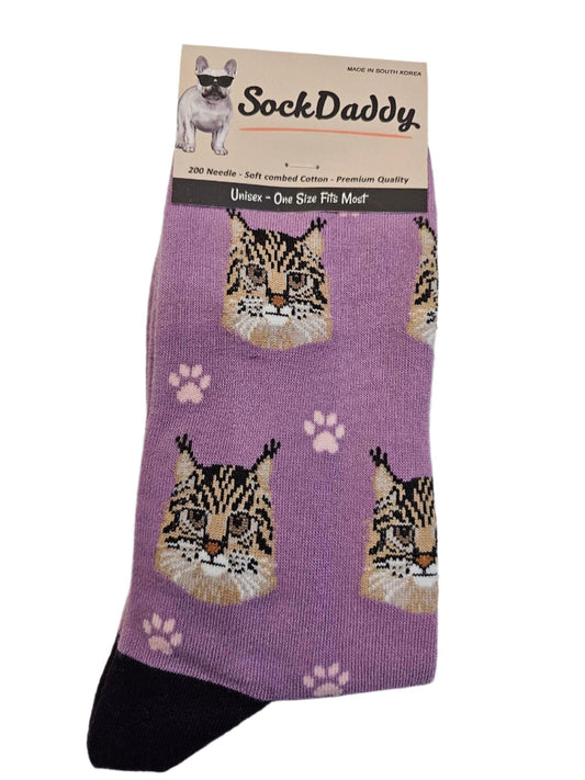 Socks  Maine Coon                801-6  H 