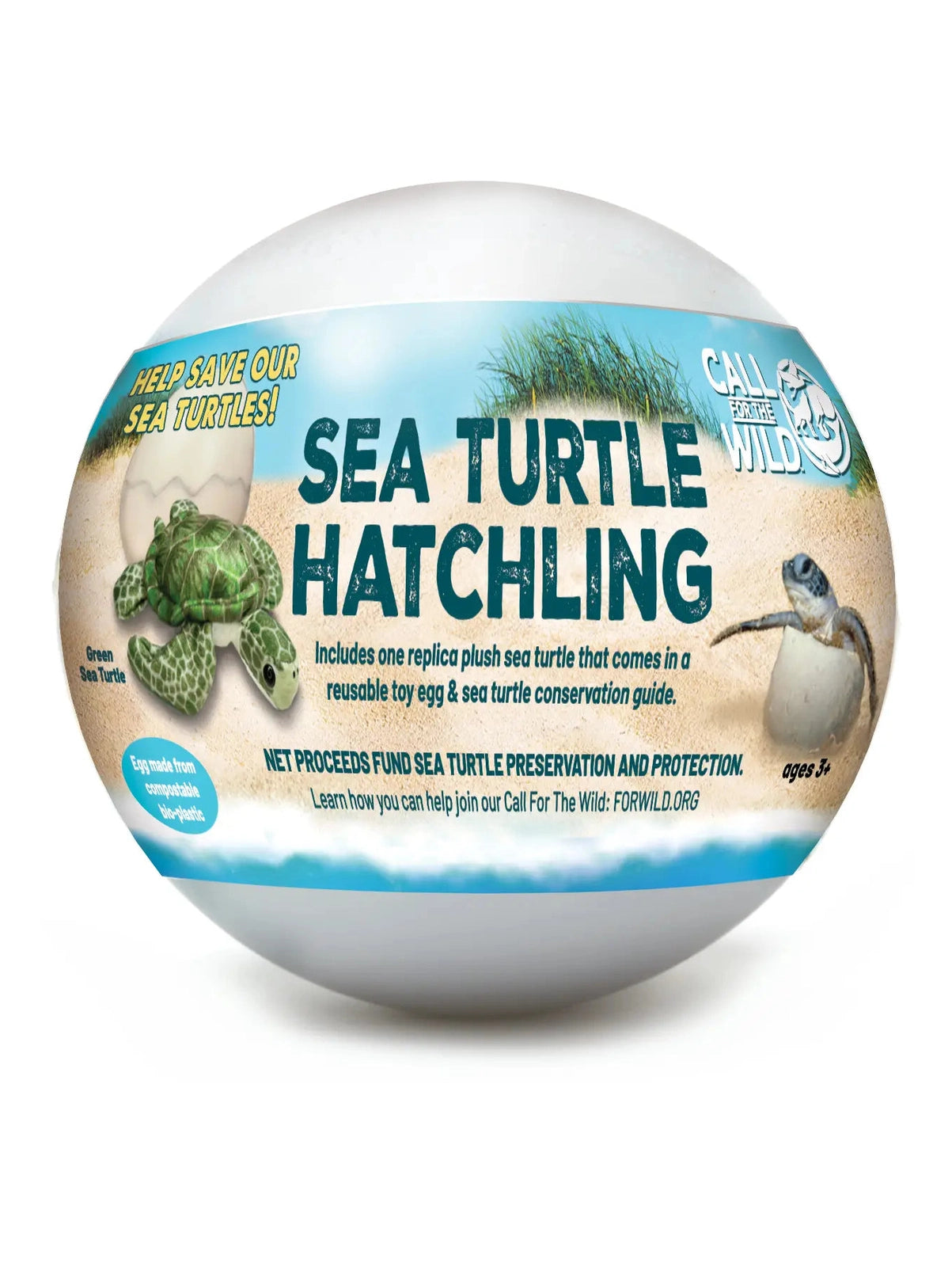 Sea Turtle Hatchling Egg   CACHA413P
