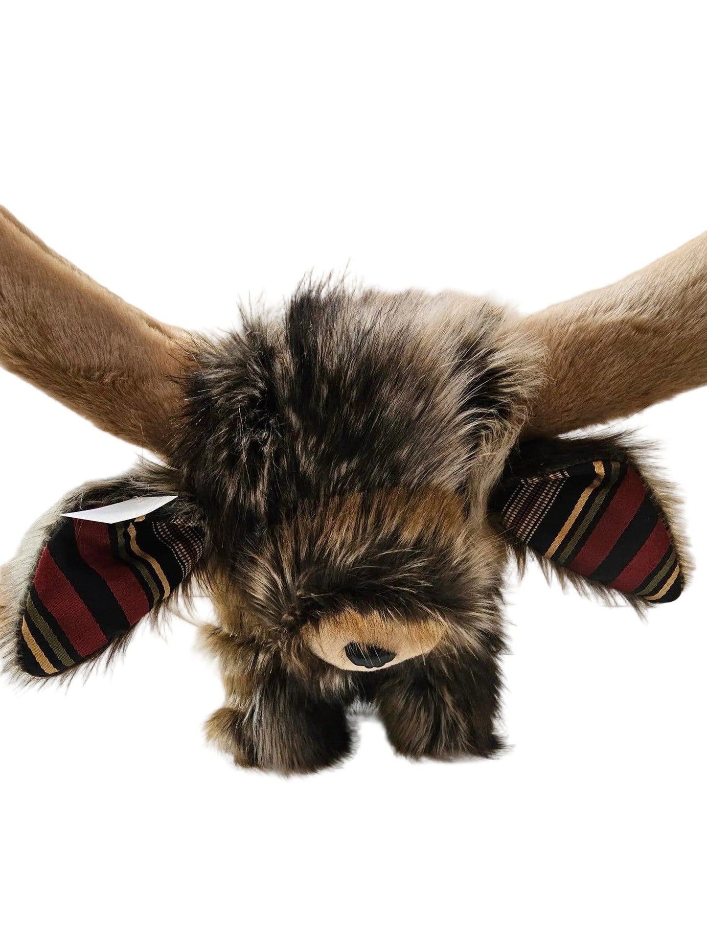 highland cow