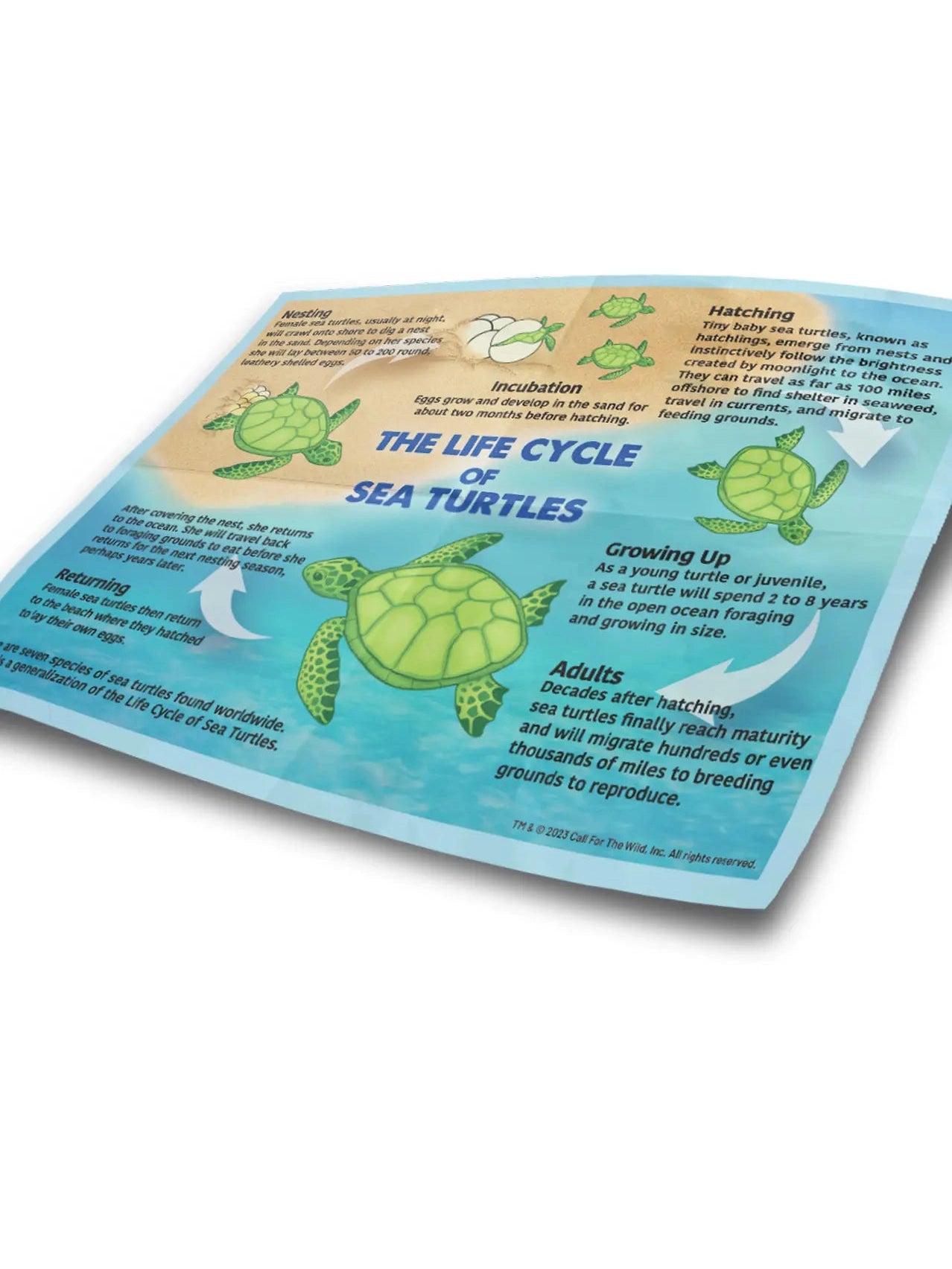 Sea Turtle Hatchling Egg   CACHA413P