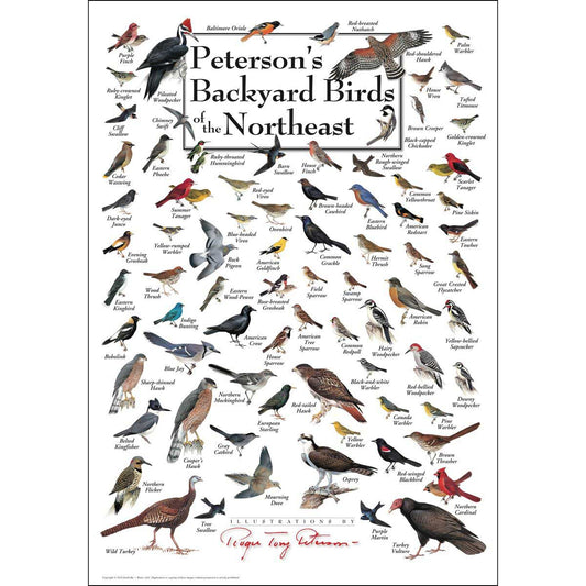 Puzzle Backyard Birds Of The North East 550 pc 30523