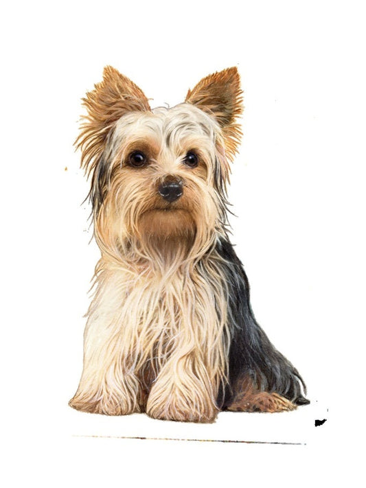 Vinyl Sticker&nbsp; Yorkie Dog 788-46