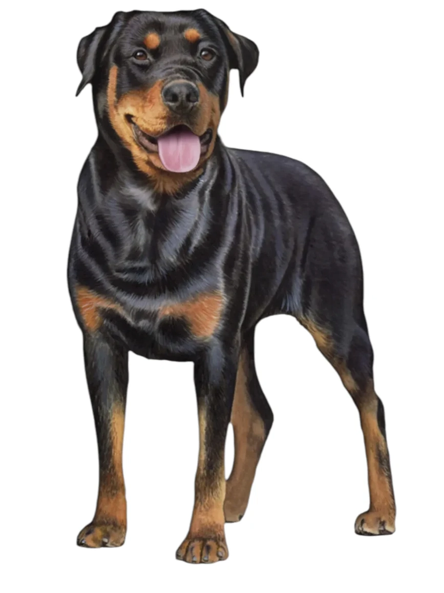 Vinyl Sticker&nbsp; Rottweiler Dog 788-33