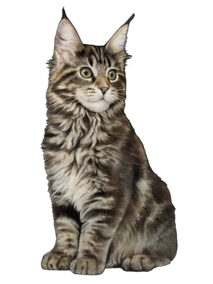 Vinyl Sticker Maine Coon Cat 789-6