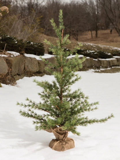 Ragon House- Christmas Tree 36" Pine Tree w 7" Burlap Base&nbsp; G26741