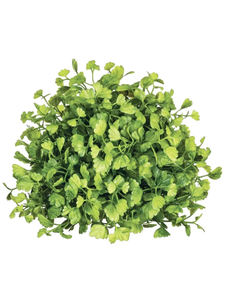 Orb  Maiden Hair Fern  O2104rb