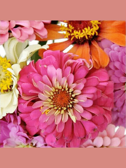 Paint By Number Zealous Zinnias 16x20" PPK-1620zz