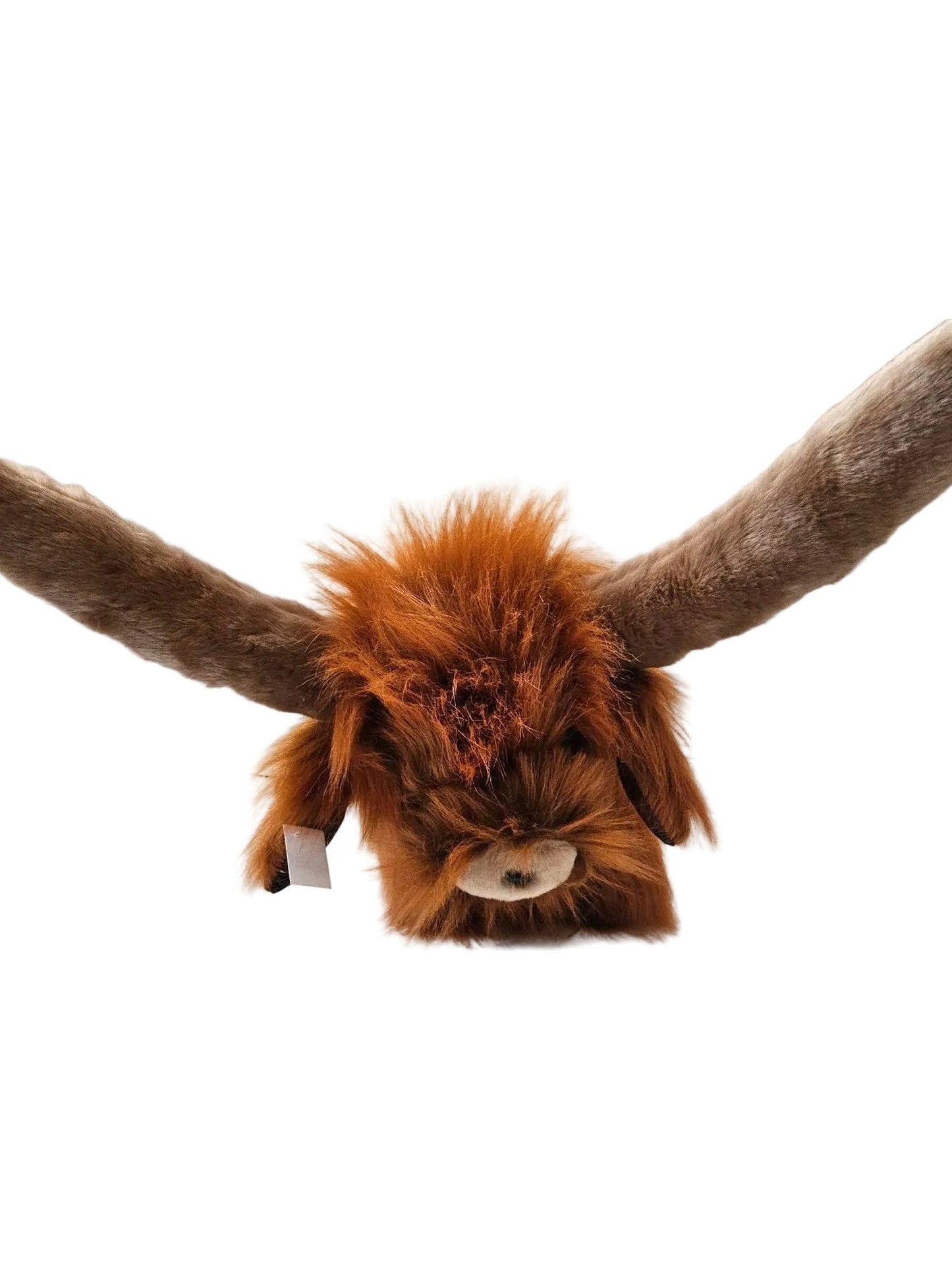 highland cow