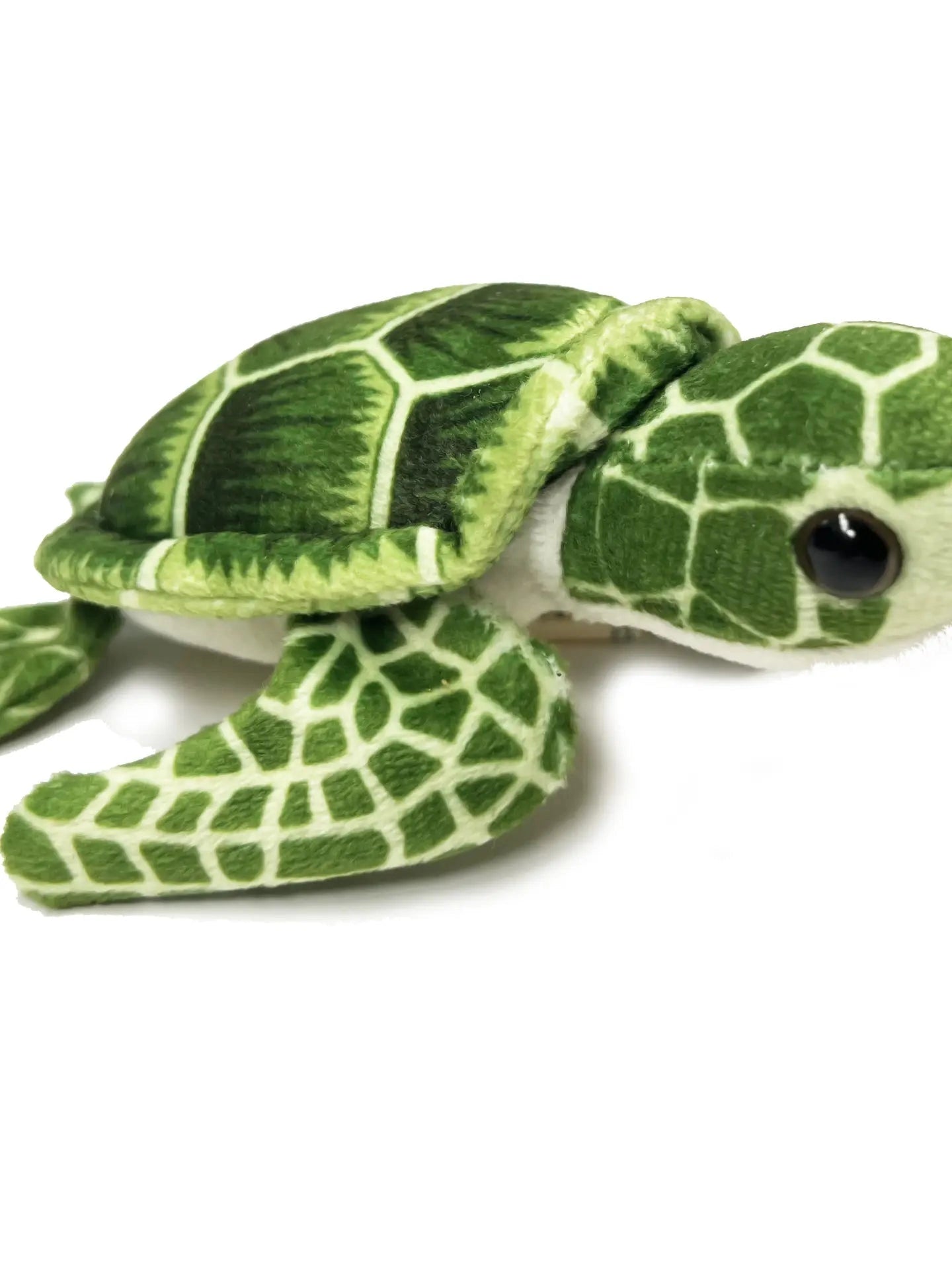 Sea Turtle Hatchling Egg   CACHA413P